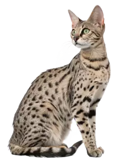 Imagen PNG para descargar